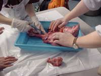 pig lung