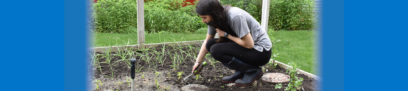An Environmental/Veterinary Sciences student working in a raised garden