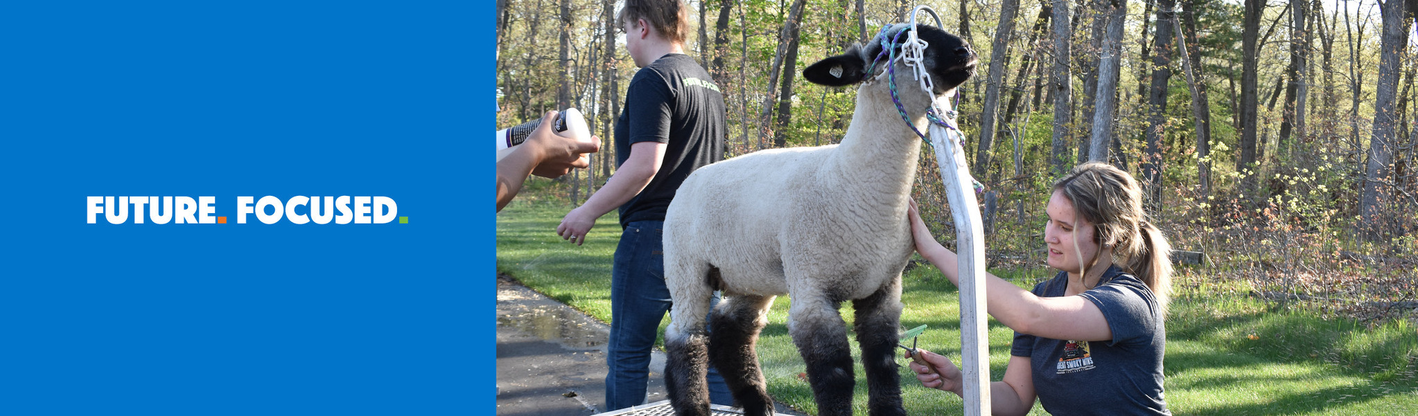 Environmental/Veterinary Sciences student grooming a sheep