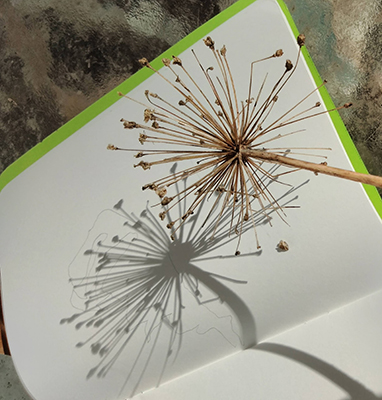 Holding twigs above a piece of paper to make a shadow.