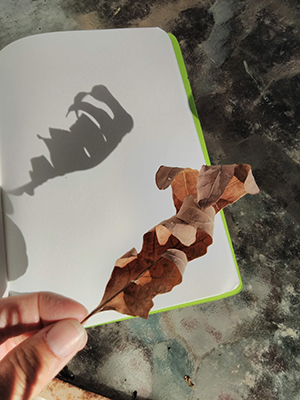 Holding a leaf above a piece of paper in the sunlight makes a shadow you can trace.
